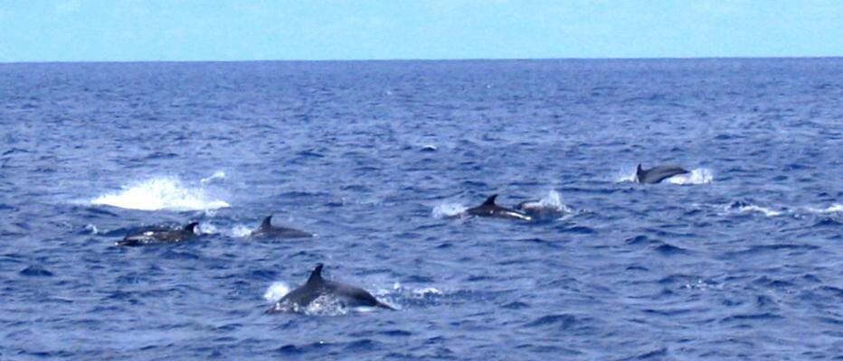 Dolphins just outside James Bay (easily seen from any of the Dolphin Watching trips run from Jamestown)