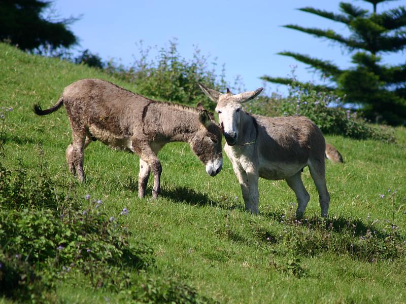 A pair exchange greetings