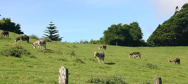 Group of donkeys in the field at Casons