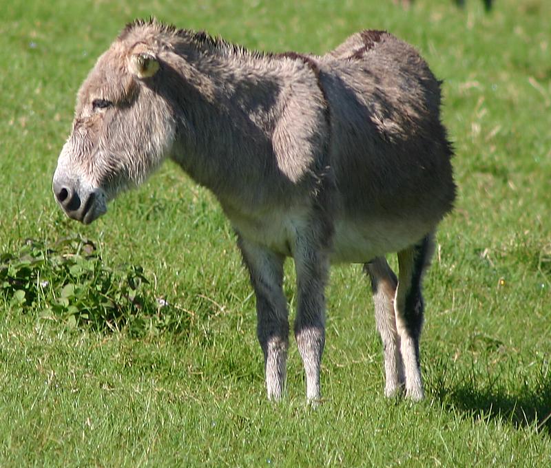 Page image: islanddonkeys.htm