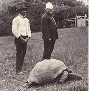 Jonathan the tortoise (apparently) in a 1900 photograph