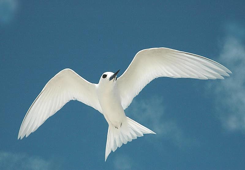 Page image: seabirds.htm