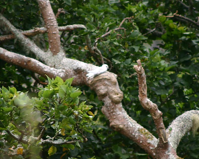 A 'Seabird' chick on its precarious home