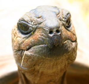 One of the giant tortoises at Plantation House; click the image to read more about Jonathan