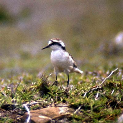 Page image: wirebird.htm
